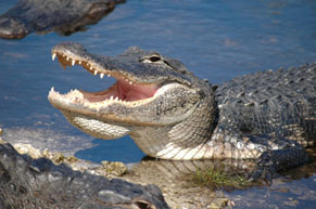 Alligator in the water with it's mouth open