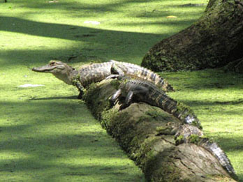 Alligators resting on a log at Cypress Swamp